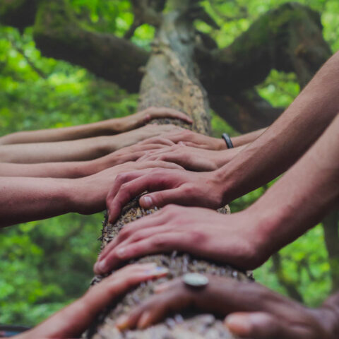 hands resting on a tree stump